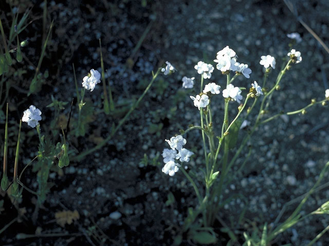 Plagiobothrys nothofulvus (Rusty popcorn-flower) #3233