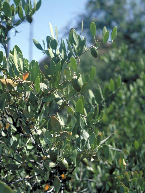 Simmondsia chinensis (Jojoba) #3245