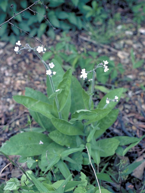 Cynoglossum virginianum (Wild comfrey) #3282