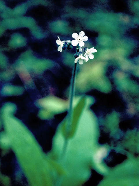 Cynoglossum virginianum (Wild comfrey) #3283