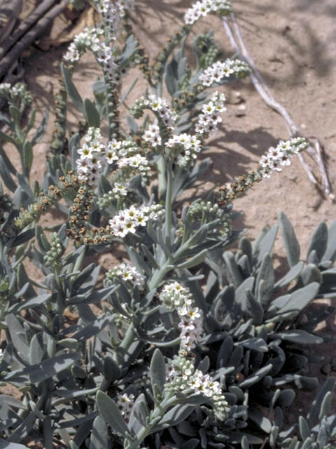 Heliotropium curassavicum (Salt heliotrope) #3308