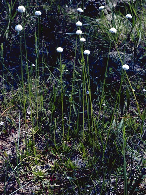 Syngonanthus flavidulus (Yellow hatpins) #3320