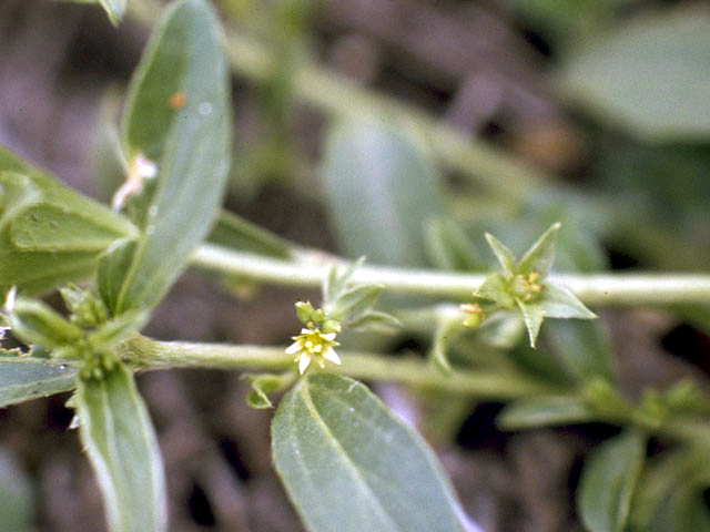 Argythamnia humilis (Low silverbush) #3330