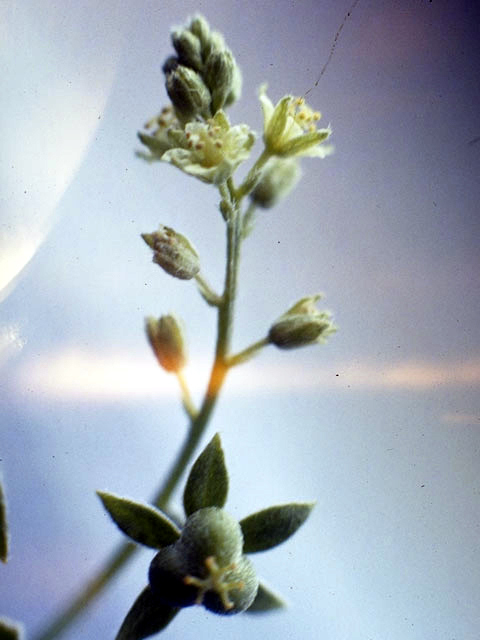 Argythamnia mercurialina (Tall silverbush) #3331