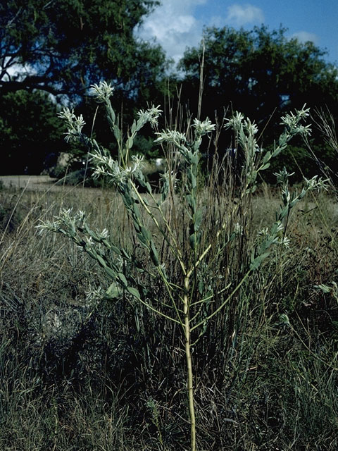 Euphorbia bicolor (Snow on the prairie) #3361