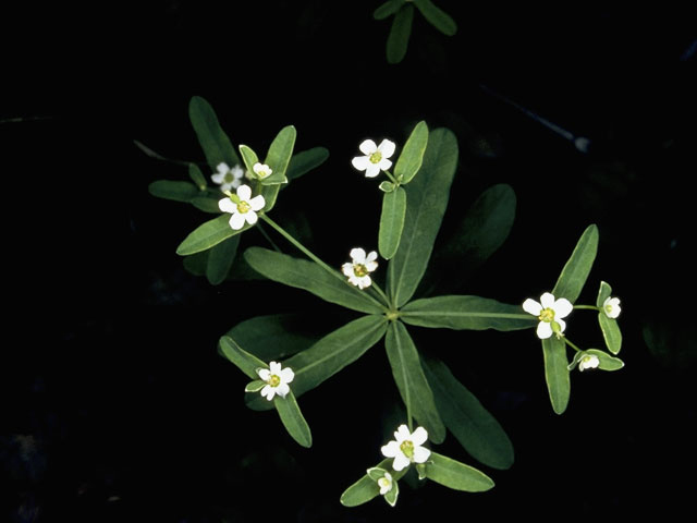 Euphorbia corollata (Flowering spurge) #3367