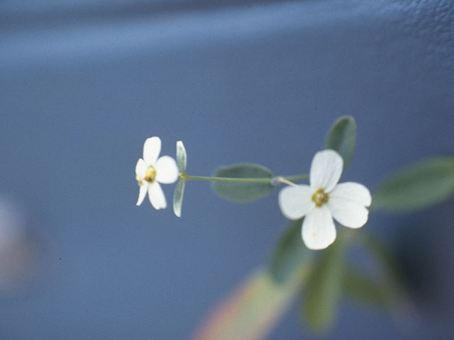 Euphorbia pubentissima (False flowering spurge) #3395