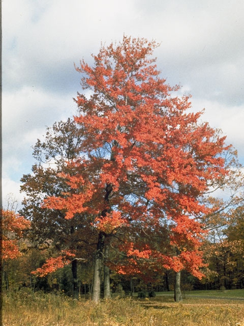 Quercus coccinea (Scarlet oak) #3420