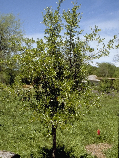 Quercus fusiformis (Escarpment live oak) #3422