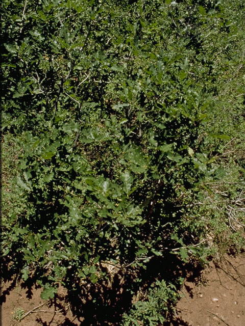 Quercus gambelii (Gambel oak) #3424