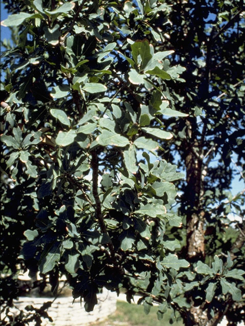 Quercus laceyi (Lacey oak) #3430