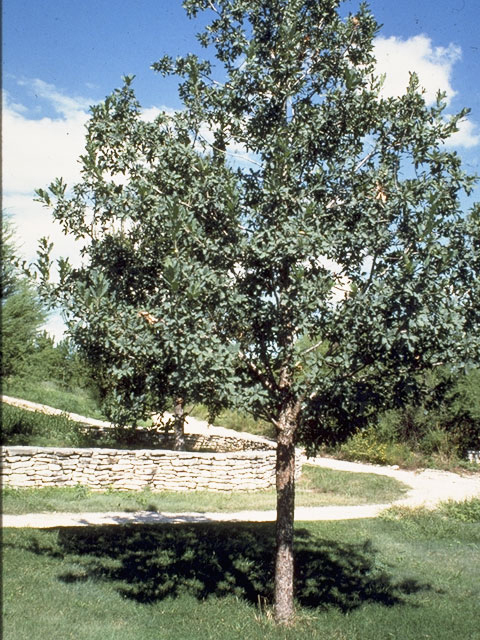 Quercus laceyi (Lacey oak) #3431