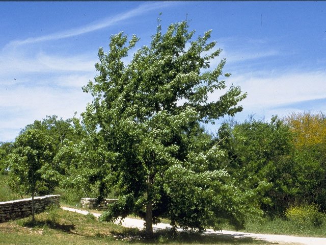 Quercus muehlenbergii (Chinkapin oak) #3435