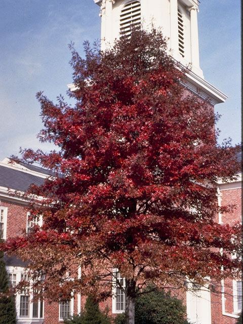 Quercus palustris (Pin oak) #3439
