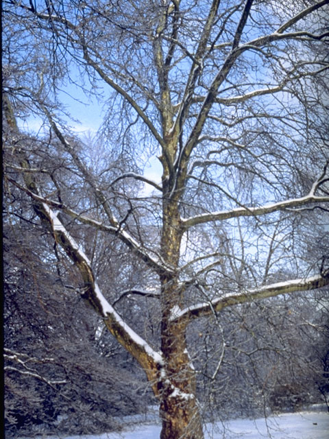 Quercus phellos (Willow oak) #3440