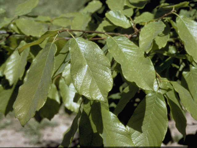 Quercus polymorpha (Mexican white oak) #3442
