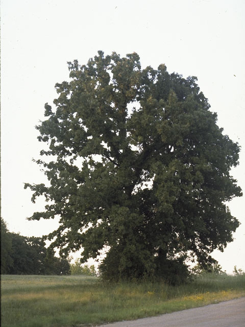 Quercus stellata (Post oak) #3449