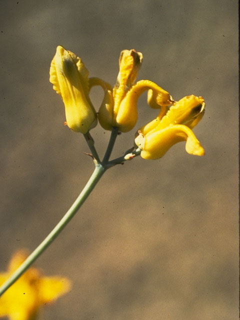 Ehrendorferia chrysantha (Golden eardrops) #3489