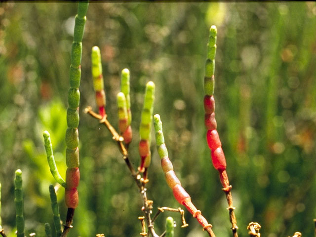 Salicornia depressa (Virginia glasswort) #3513