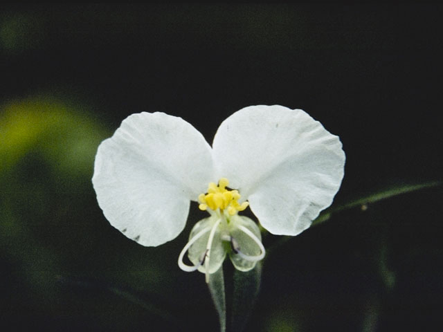 Commelina erecta (Dayflower) #3538