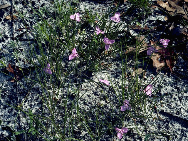 Callisia rosea (Piedmont roseling) #3581
