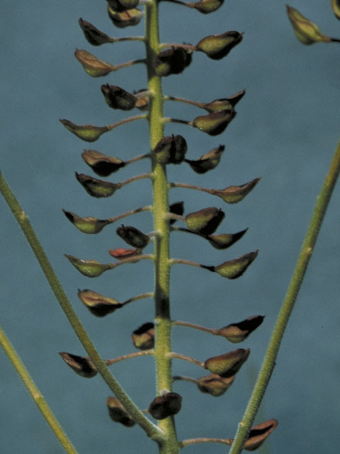 Lepidium virginicum (Virginia peppergrass) #3624