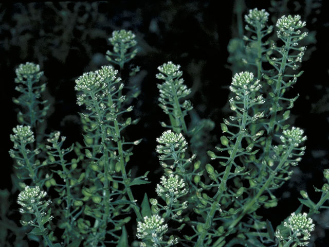 Lepidium virginicum (Virginia peppergrass) #3625