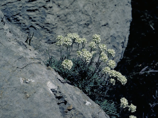 Smelowskia calycina (Alpine smelowskia) #3677