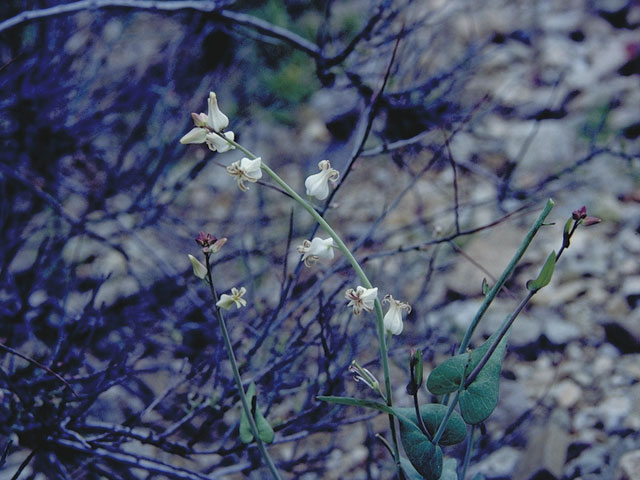 Streptanthus carinatus ssp. arizonicus (Arizona jewelflower) #3681