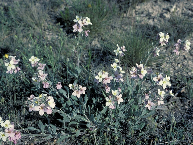 Noccaea montana var. fendleri (Fendler's pennycress) #3700