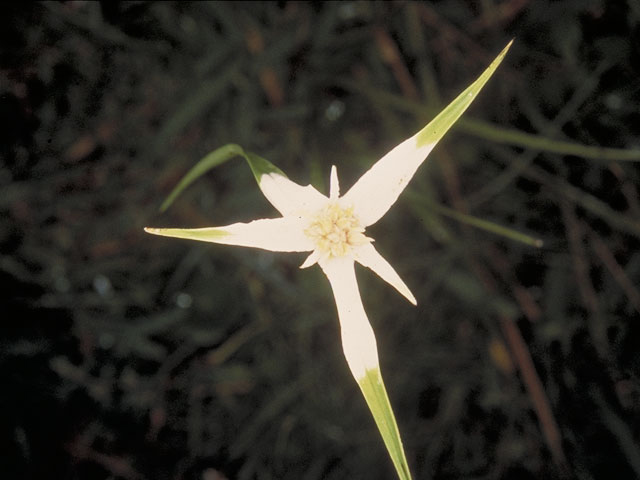 Rhynchospora colorata (Whitetop sedge) #3740