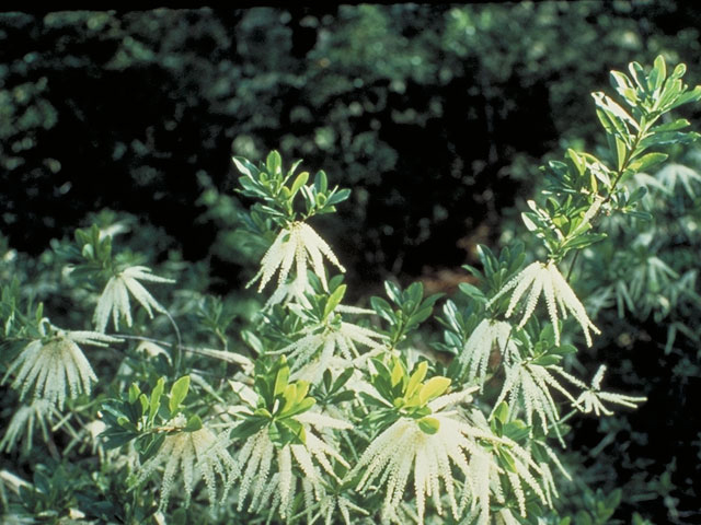 Cyrilla racemiflora (Titi) #3747