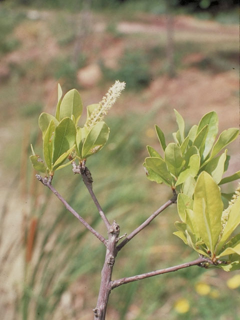 Cyrilla racemiflora (Titi) #3748