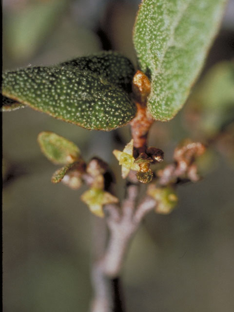 Shepherdia canadensis (Russet buffaloberry) #3810