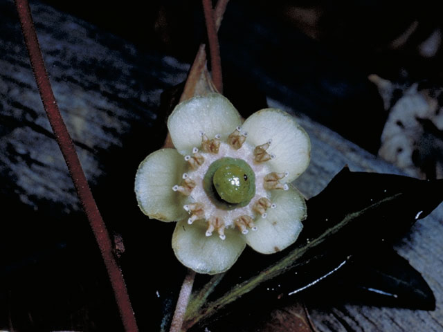 Chimaphila umbellata (Pipsissewa) #3847