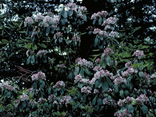 Kalmia latifolia (Mountain laurel) #3871