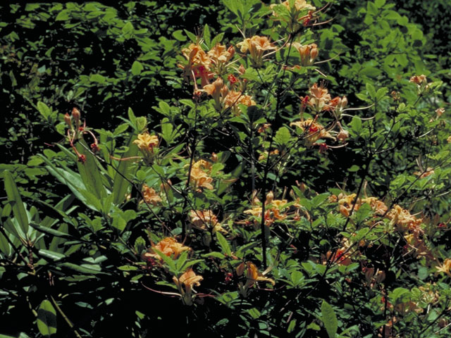 Rhododendron calendulaceum (Flame azalea) #3916