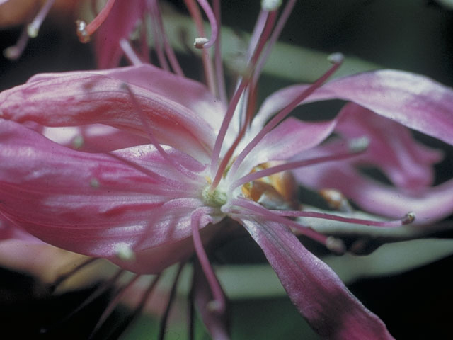 Rhododendron canadense (Rhodora) #3923