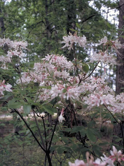 Rhododendron canescens (Mountain azalea) #3925