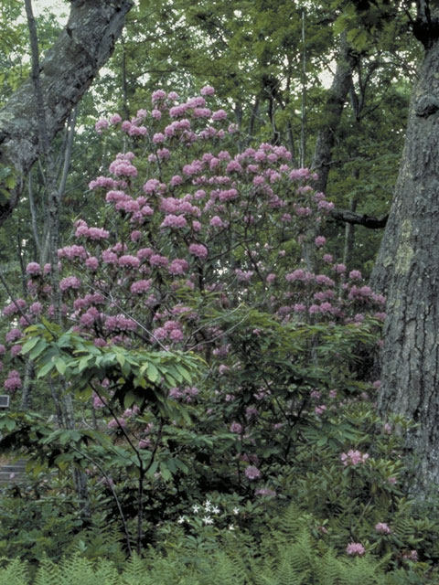 Rhododendron catawbiense (Catawba rosebay) #3926
