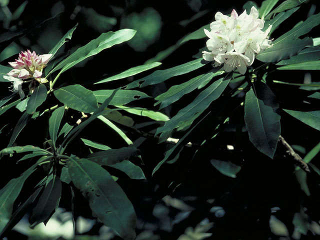 Rhododendron maximum (Great laurel) #3933