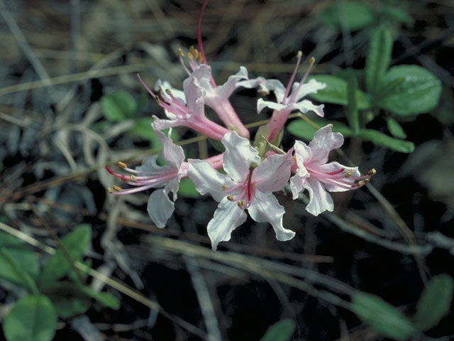 Rhododendron periclymenoides (Pink azalea) #3939