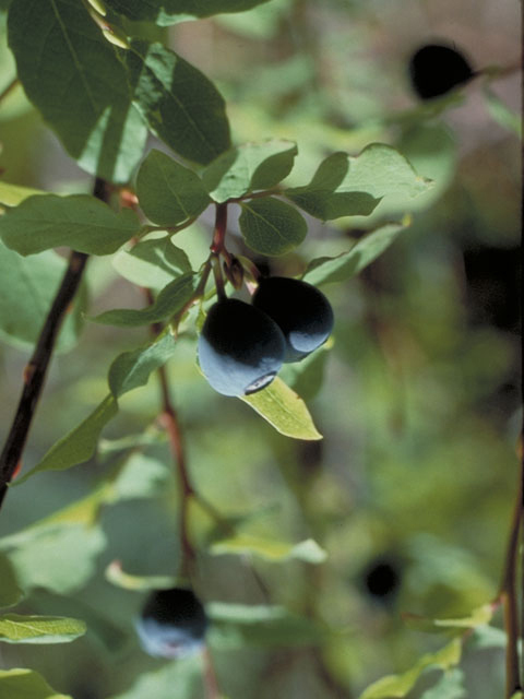 Vaccinium ovalifolium (Oval-leaf blueberry) #3972