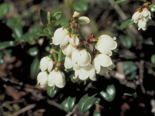 Vaccinium vitis-idaea ssp. minus (Northern mountain cranberry) #3979