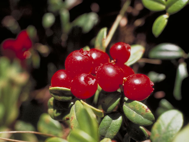 Vaccinium vitis-idaea ssp. minus (Northern mountain cranberry) #3981