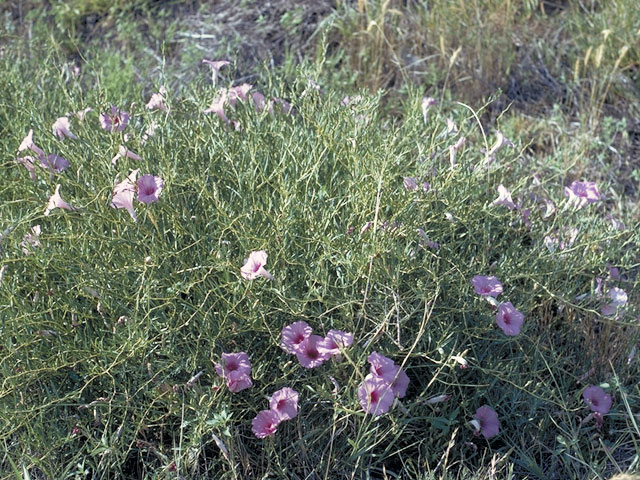 Ipomoea leptophylla (Bush morning-glory) #4031