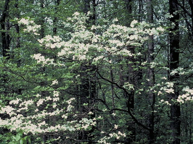 Cornus florida (Flowering dogwood) #4083