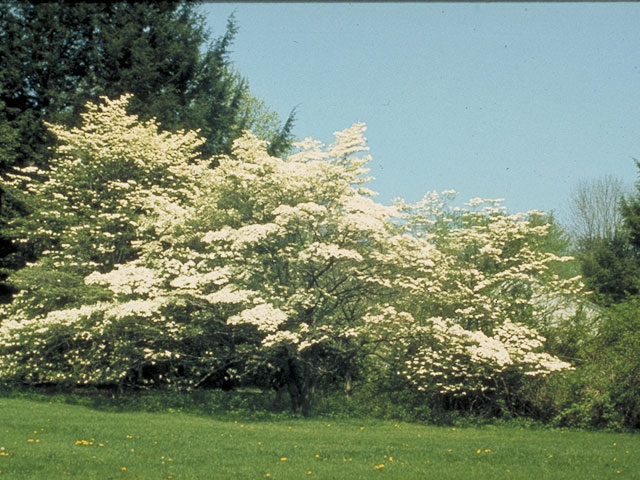 Cornus florida (Flowering dogwood) #4092