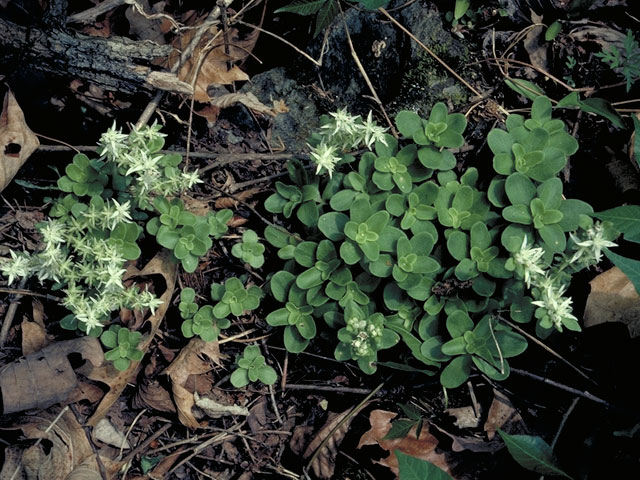 Sedum ternatum (Woodland stonecrop) #4128