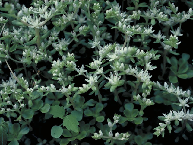 Sedum ternatum (Woodland stonecrop) #4152